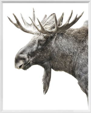 Orignal algonquin