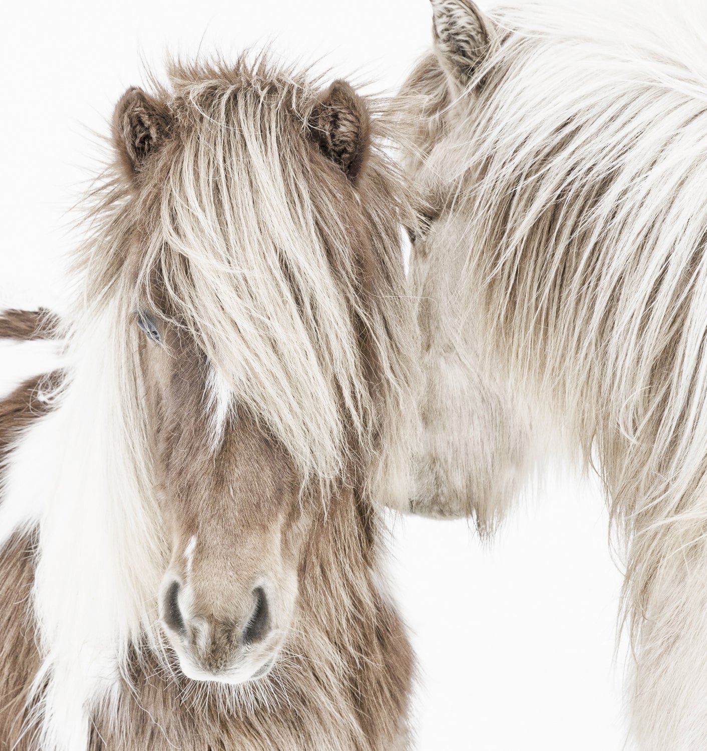 Ponis islandeses