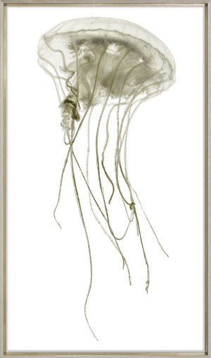 Pacifica Jelly I