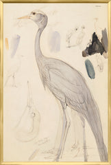 25.25 × 37.25 pulg.