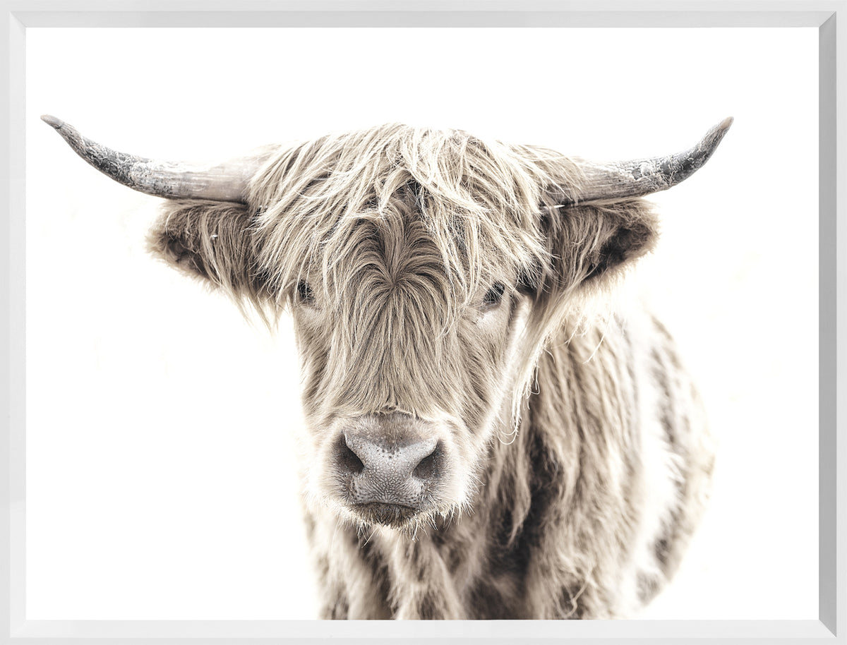 Highland Cow wall art featuring a close-up of a cow's face with long hair and horns