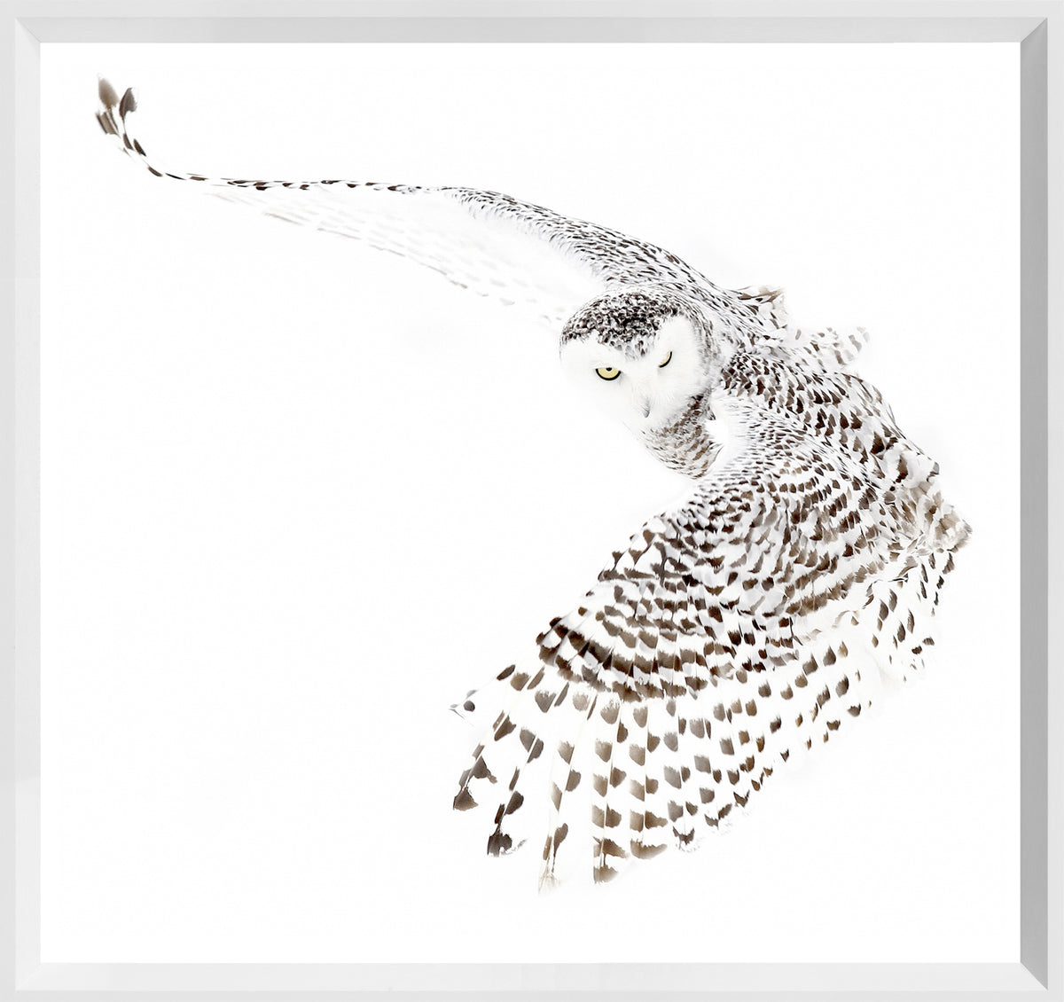 Snowy Owl wall art featuring a snowy owl in flight with intricate feather details against a white background.