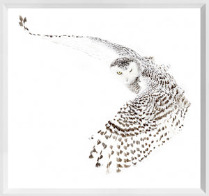 Snowy Owl wall art featuring a snowy owl in flight with intricate feather details against a white background.