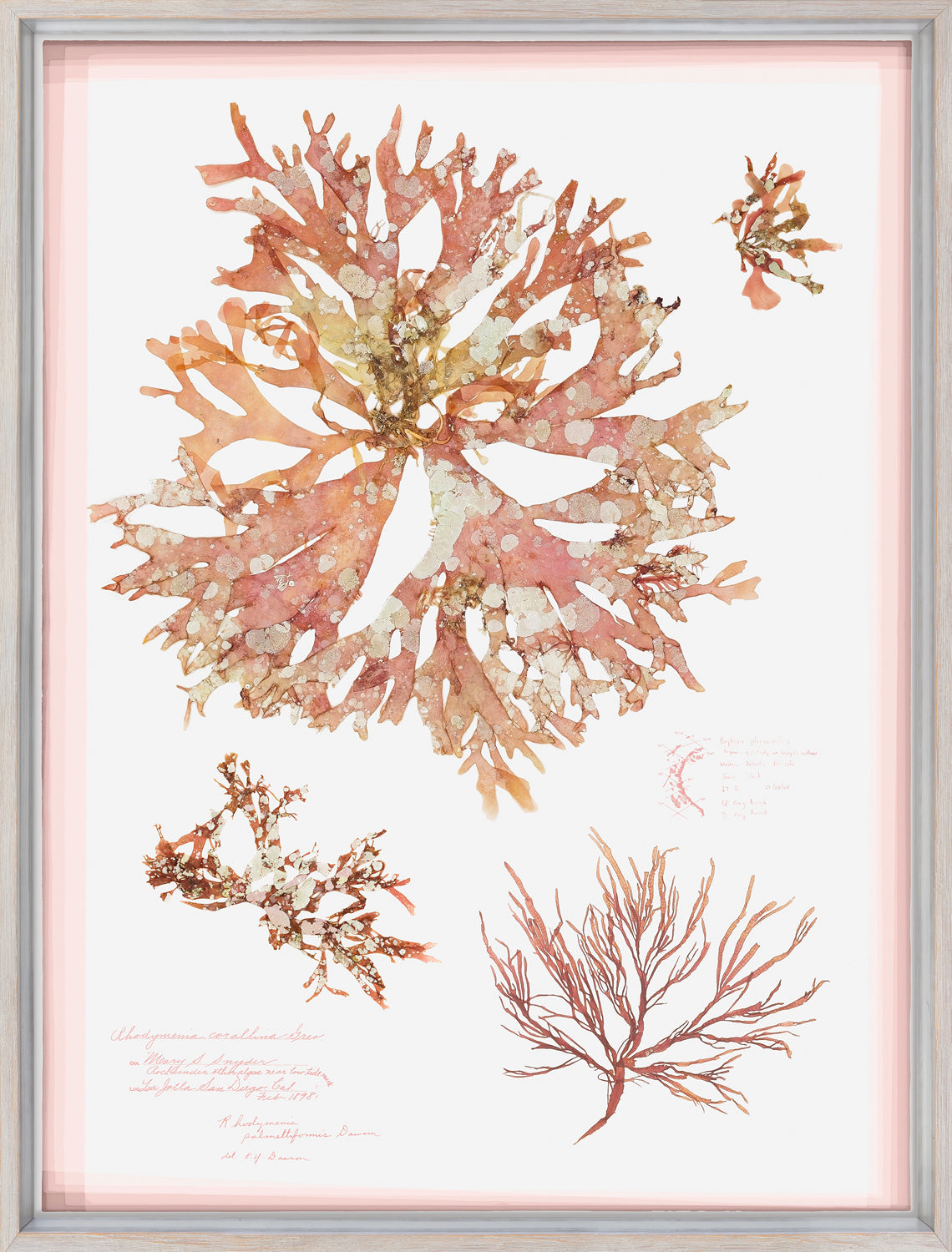 Coral Pressings I