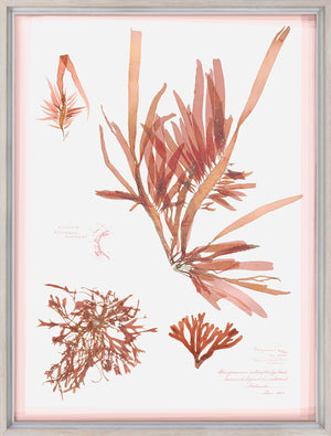 Coral Pressings II