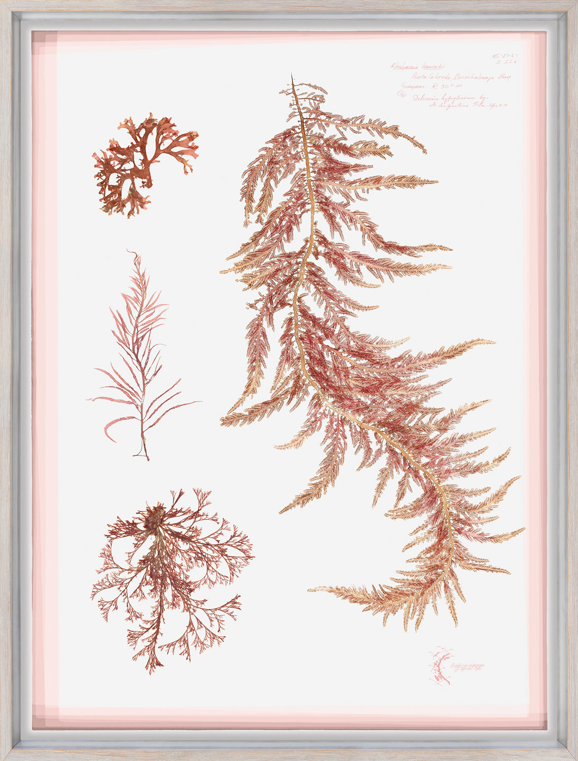 Coral Pressings III