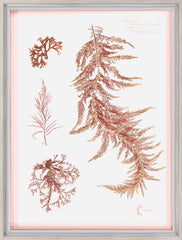 31 × 41 in – Glass Framed