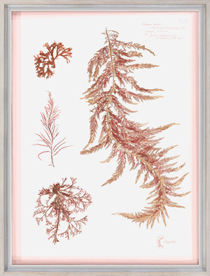 Coral Pressings III