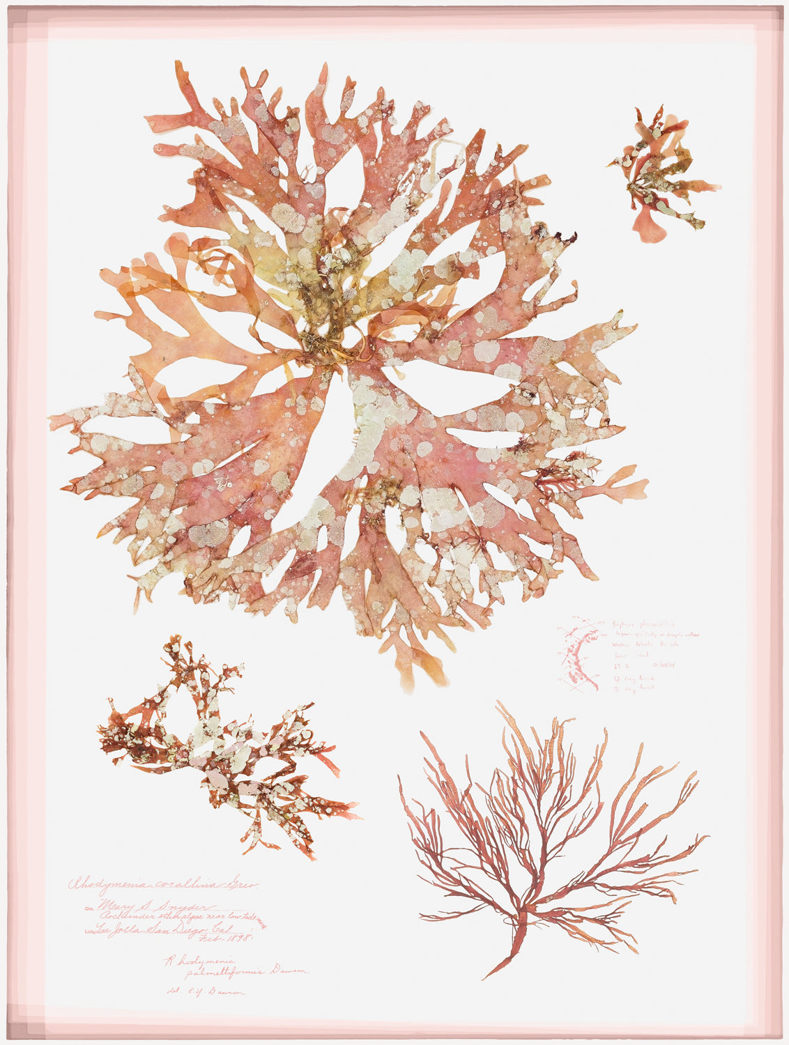 Coral Pressings I