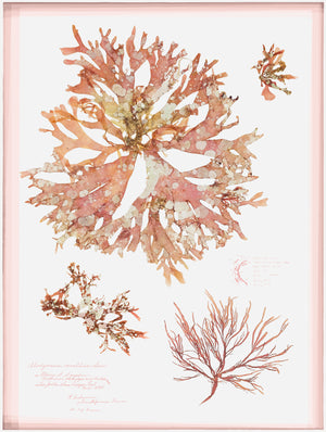 Coral Pressings I