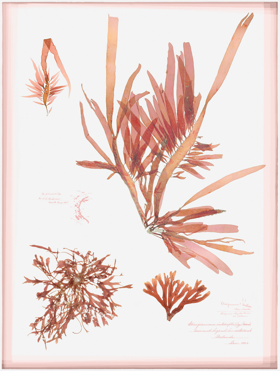 Coral Pressings II