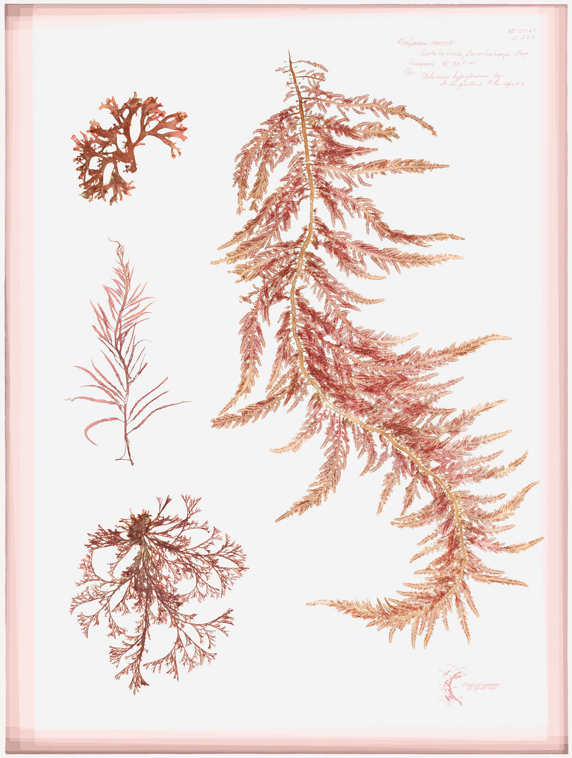 Coral Pressings III