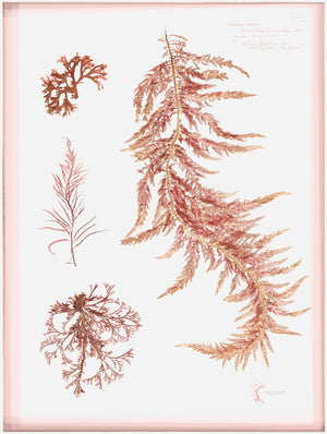 Coral Pressings III