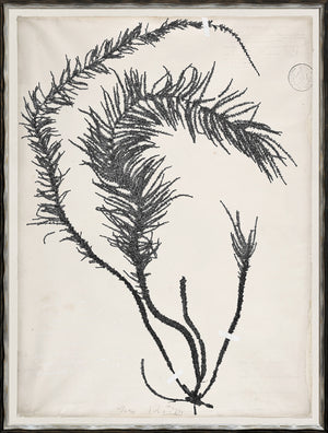 De Mari Series VI framed art print, Gild Silver, 19 × 25 in