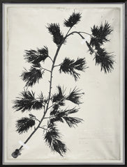 31 × 41 in – Gild Silver