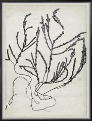 31 × 41 in – Gild Silver