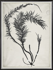31 × 41 in – Gild Silver