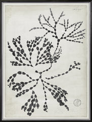 31 × 41 in – Gild Silver
