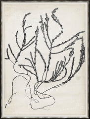 19 × 25 in