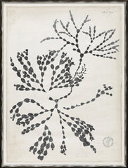 19 × 25 in