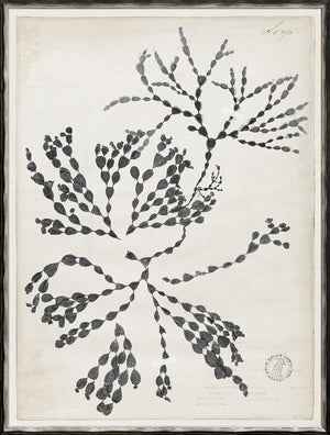 De Mari Series VII wall art featuring black botanical illustrations on a light background.