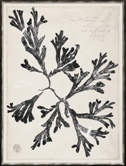 19 × 25 in