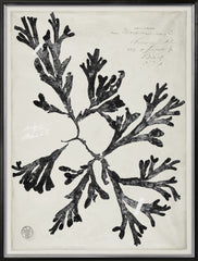 31 × 41 in