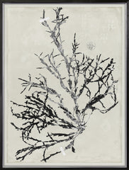 31 × 41 in
