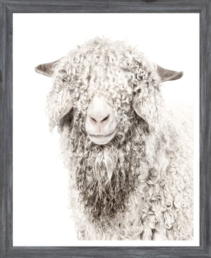Chèvre Angora