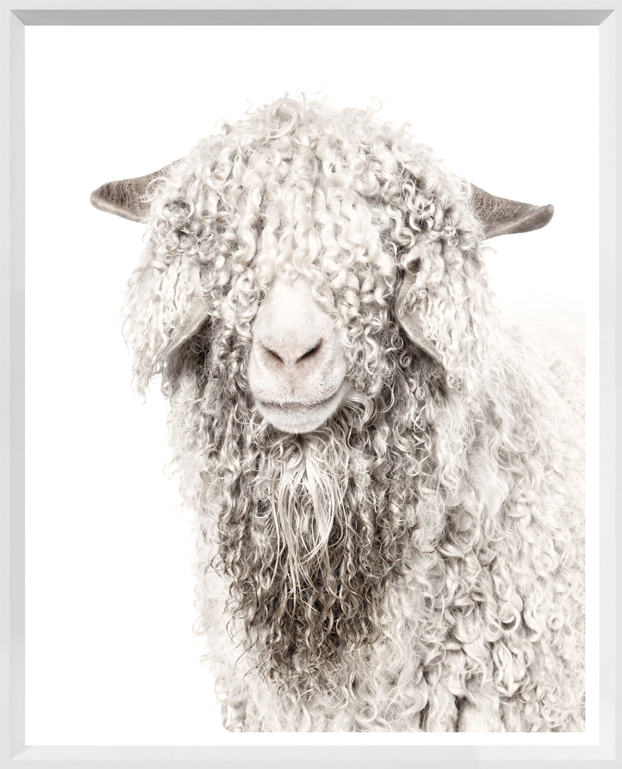 Angora Goat wall art featuring a close-up of a curly-haired goat against a white background