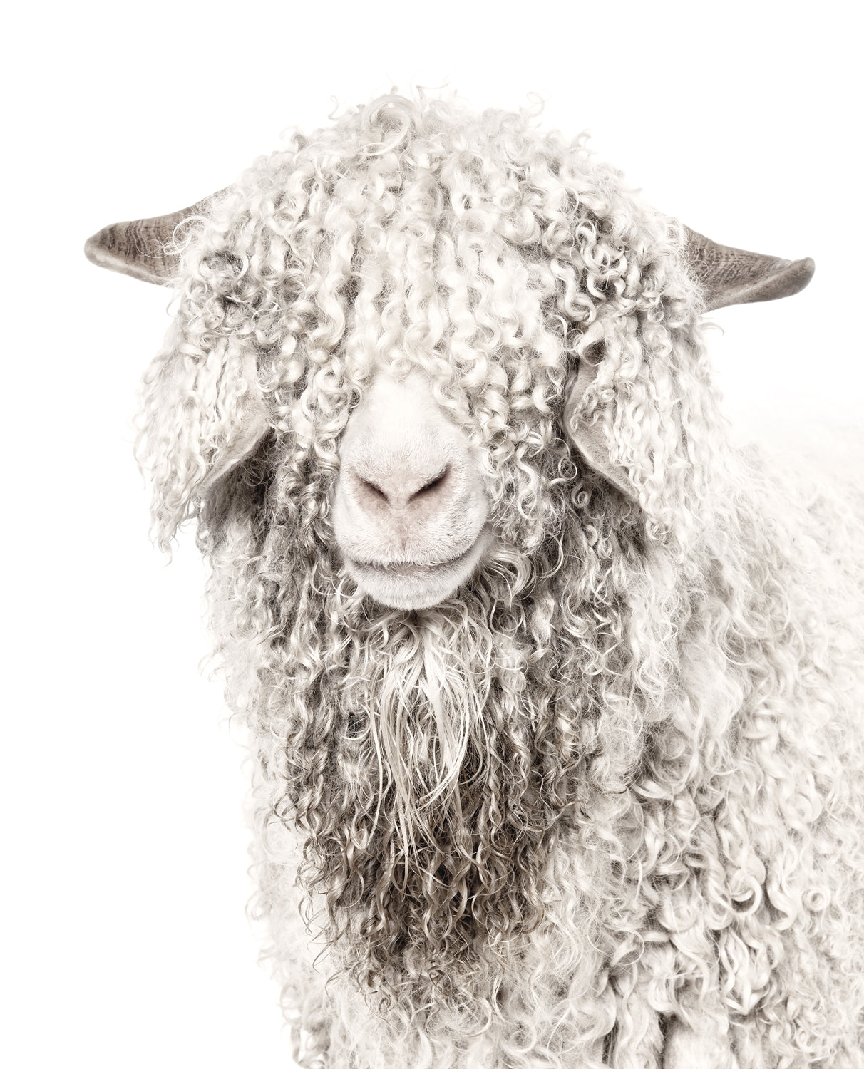 front view of Angora Goat luxury Artwork