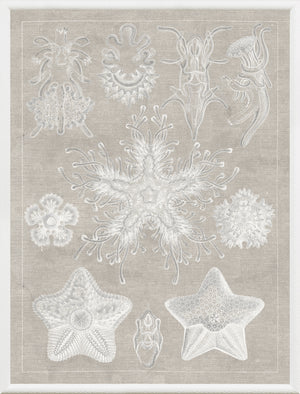 Marine Phyla I wall art featuring intricate white marine life illustrations on a beige background.
