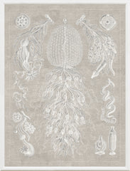 16 × 21 pulgadas