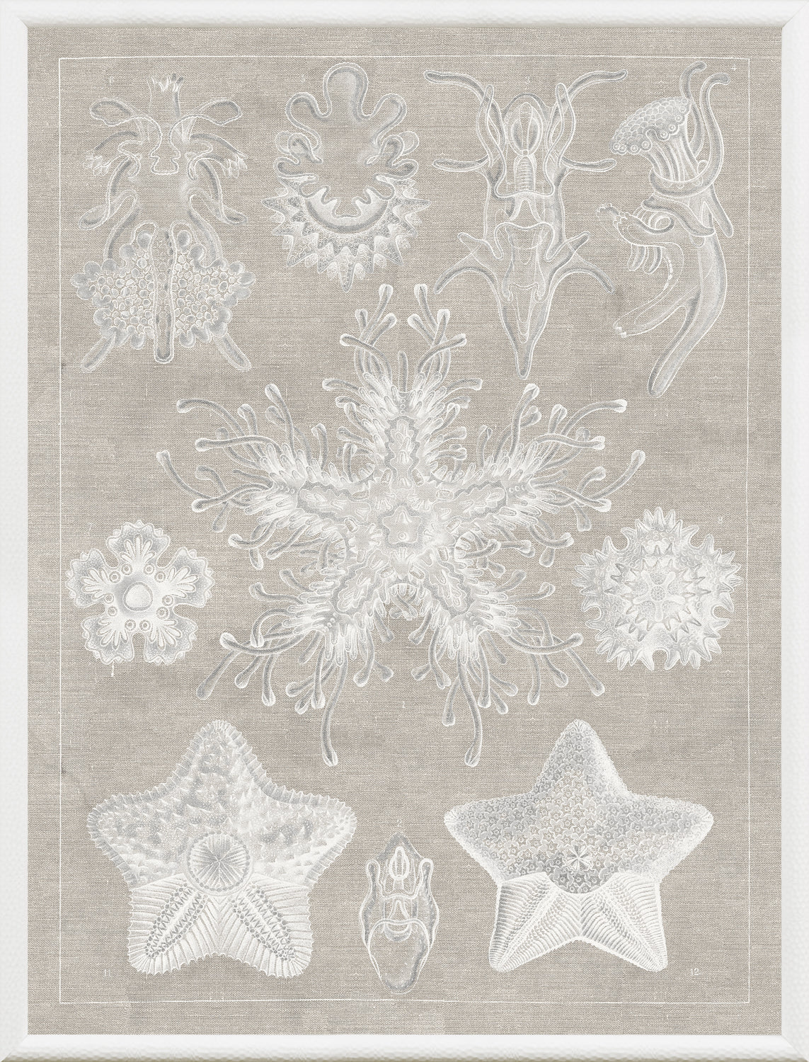 Marine Phyla I