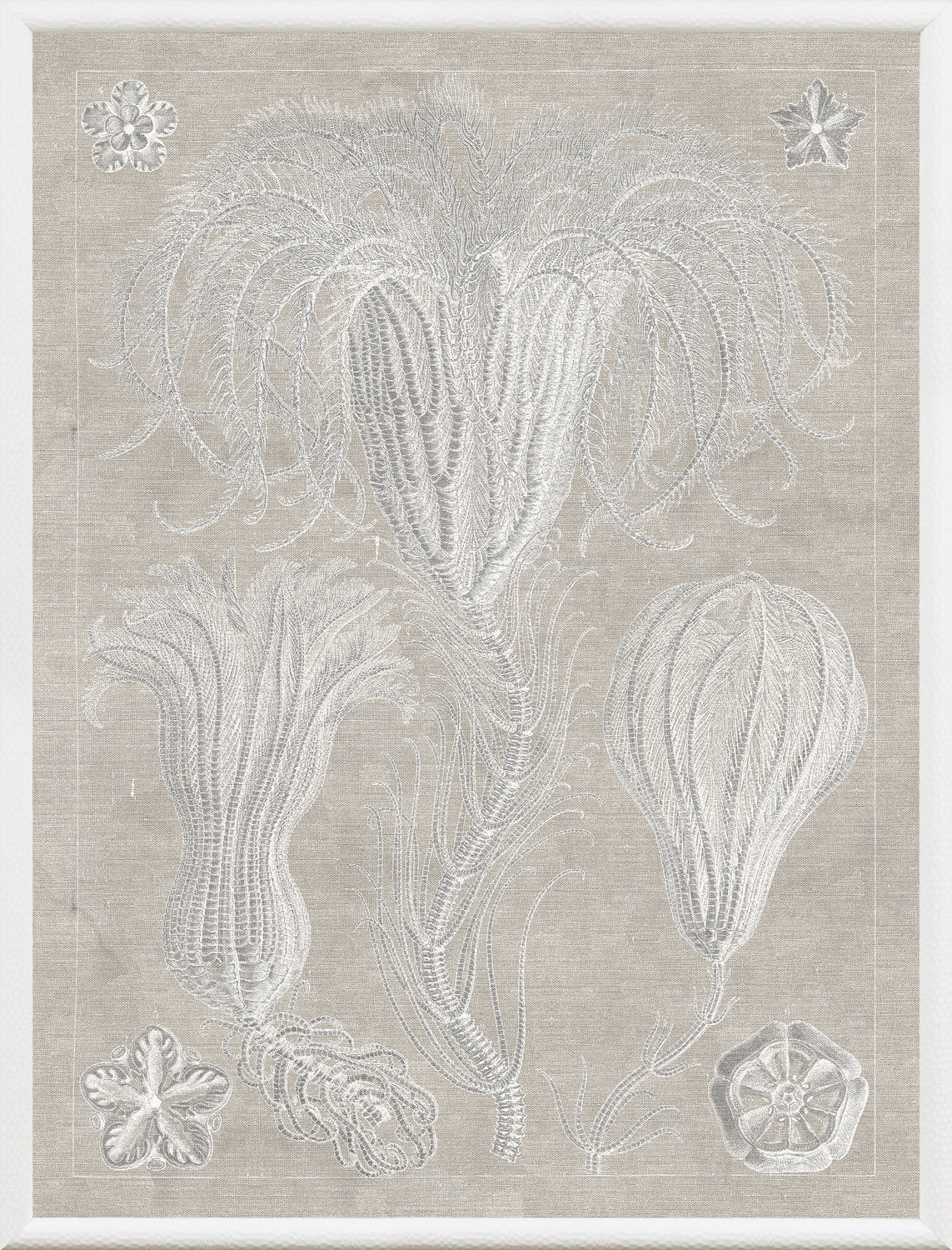 Marine Phyla III