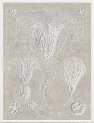 Marine Phyla III