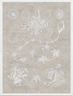Marine Phyla V