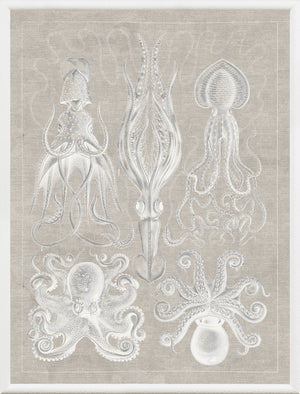Marine Phyla VII