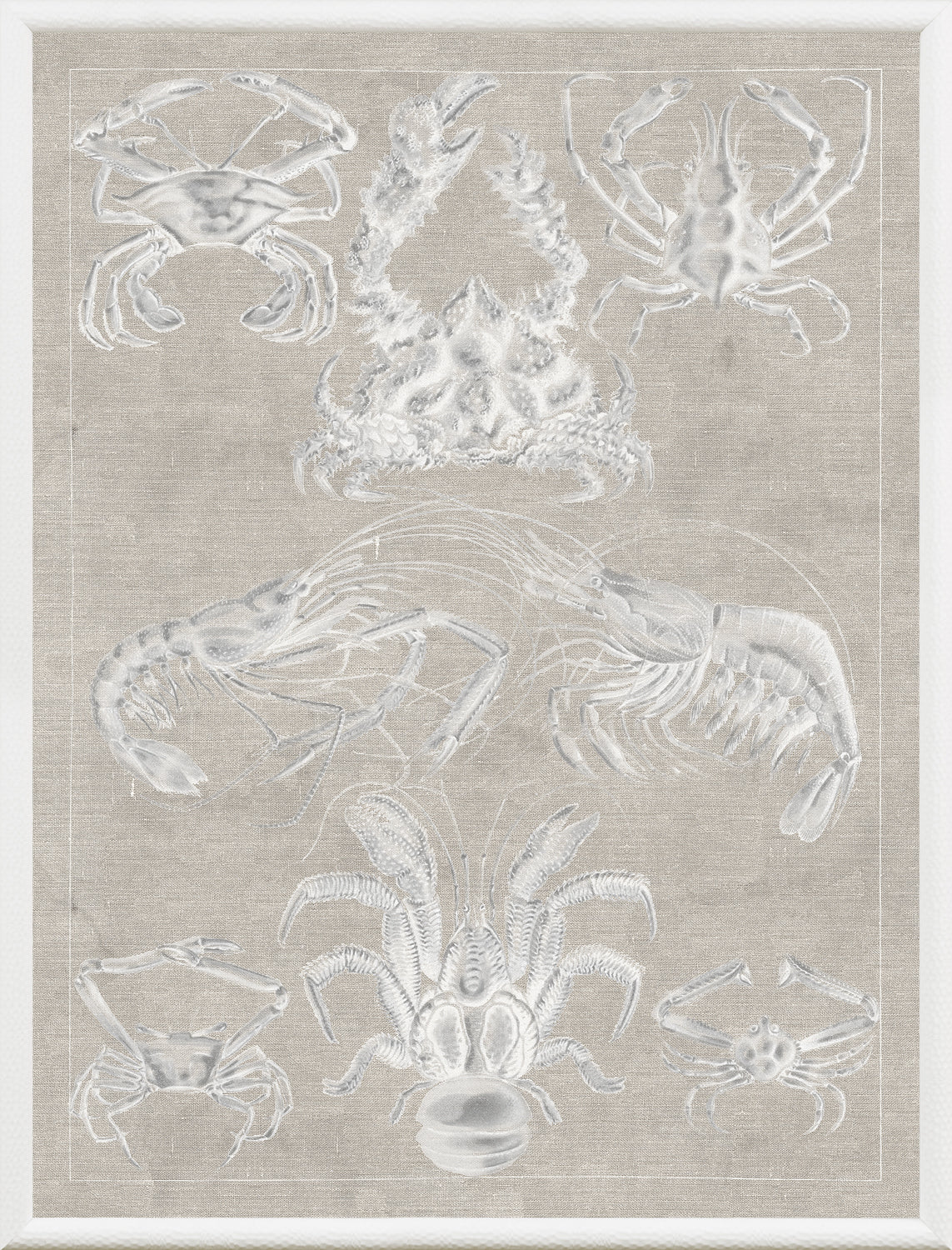 Marine Phyla IX