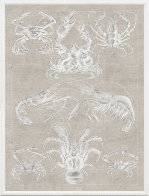 Marine Phyla IX