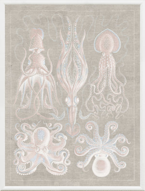 Marine Phyla VII