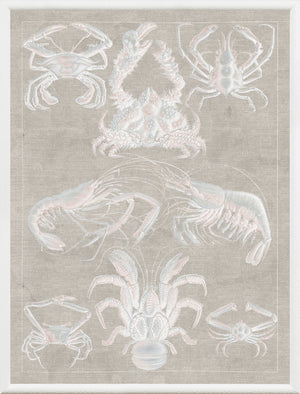 Marine Phyla IX