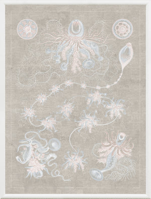 Marine Phyla V
