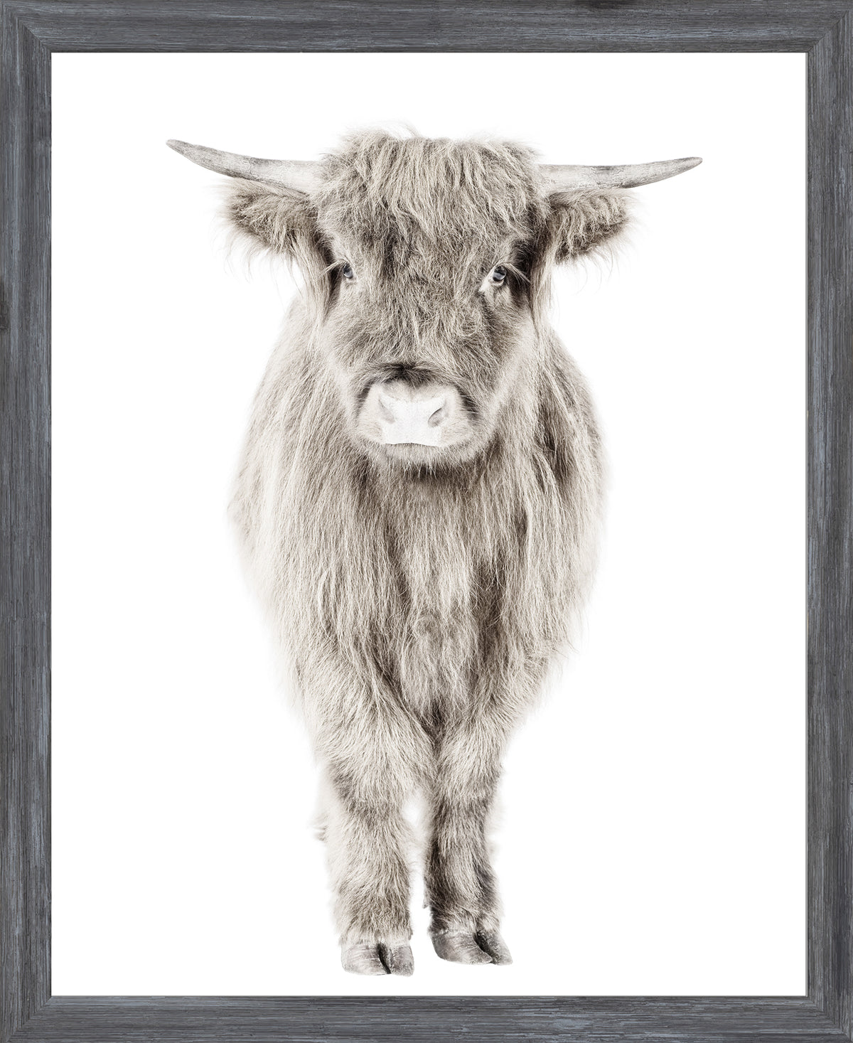 Highland Calf wall art featuring a fluffy gray calf on a white background, framed in dark wood.