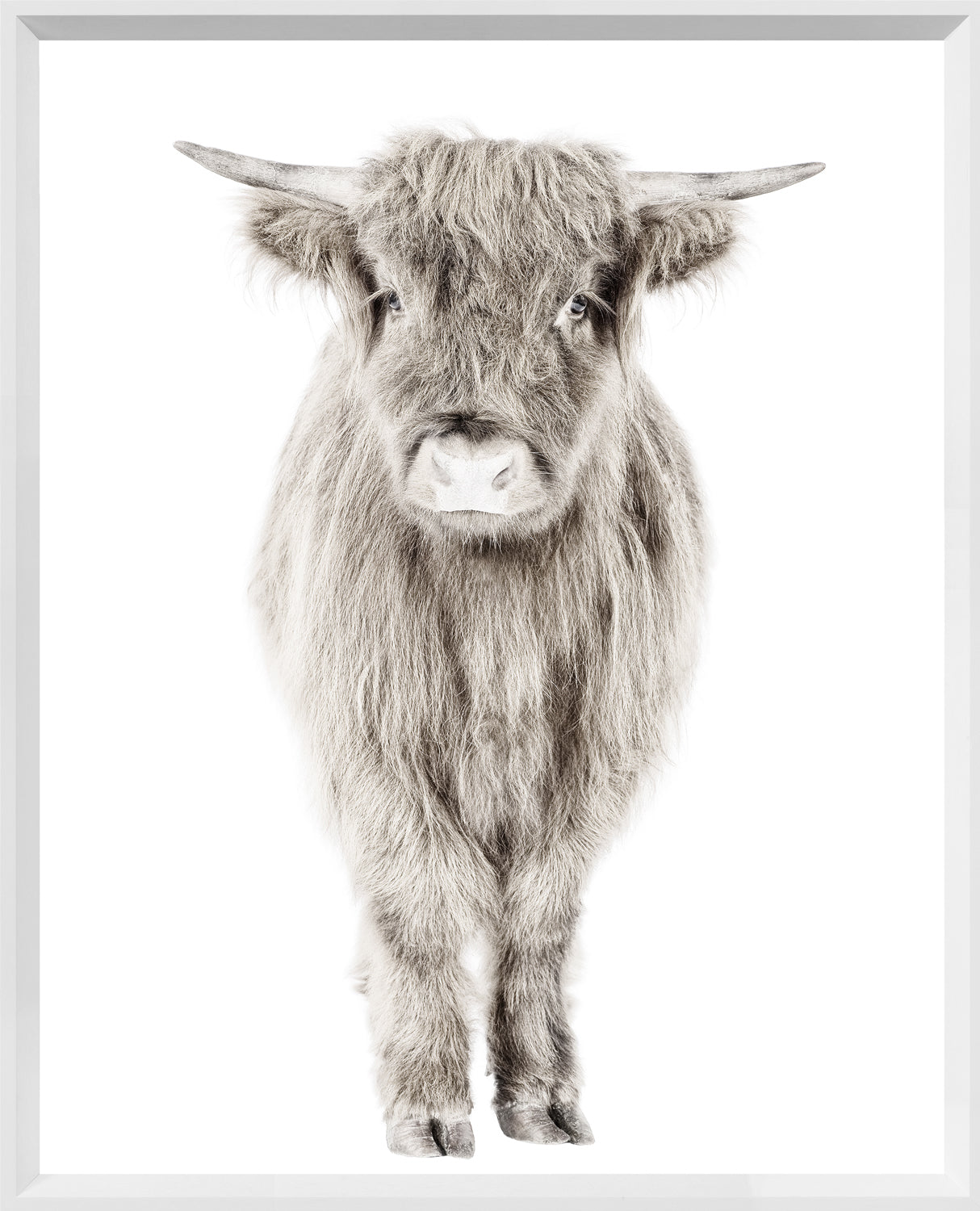 front view of Highland Calf luxury Artwork
