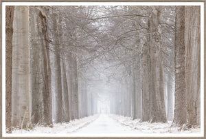 Almost Home wall art featuring a misty tree-lined path with bare branches and soft lighting.