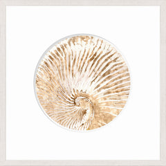 21 × 21 pulgadas