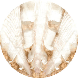 Nautilus II