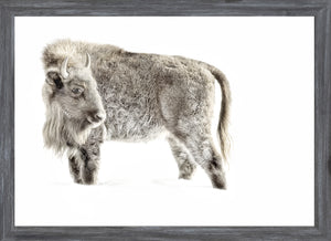 Juvenile Buffalo wall art featuring a gray buffalo against a white background.