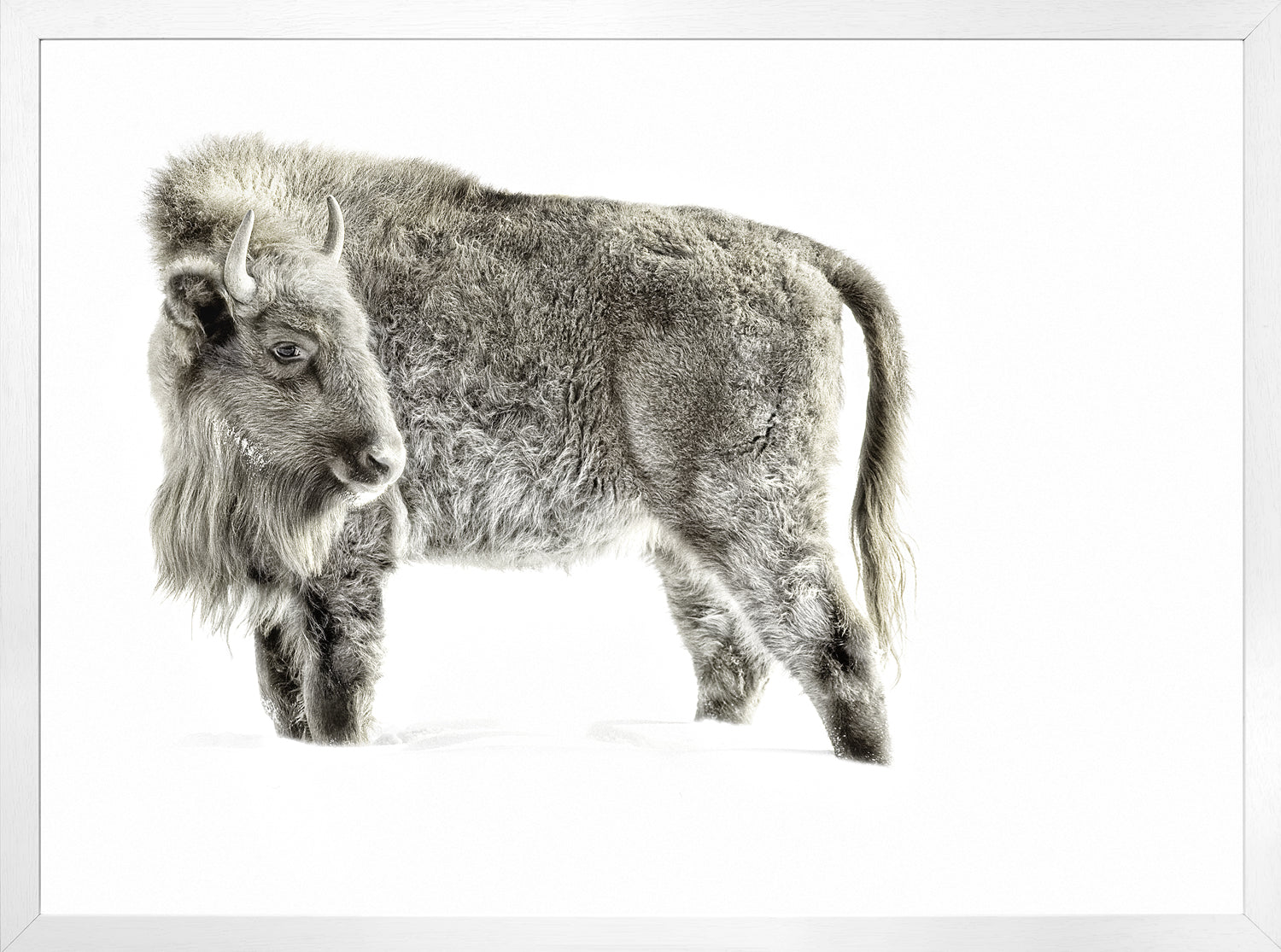 front view of Juvenile Buffalo luxury Artwork